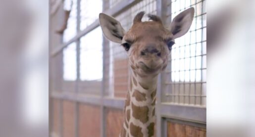 New Baby Giraffe at Local Zoo