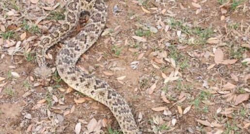 Rattlesnakes Coming Back to Texas