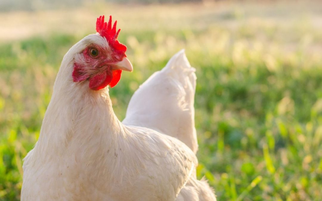 U.S. Considers Chicken Vaccination Campaign