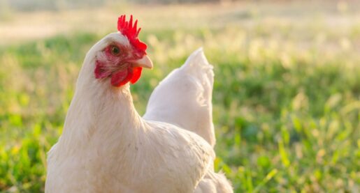 U.S. Considers Chicken Vaccination Campaign