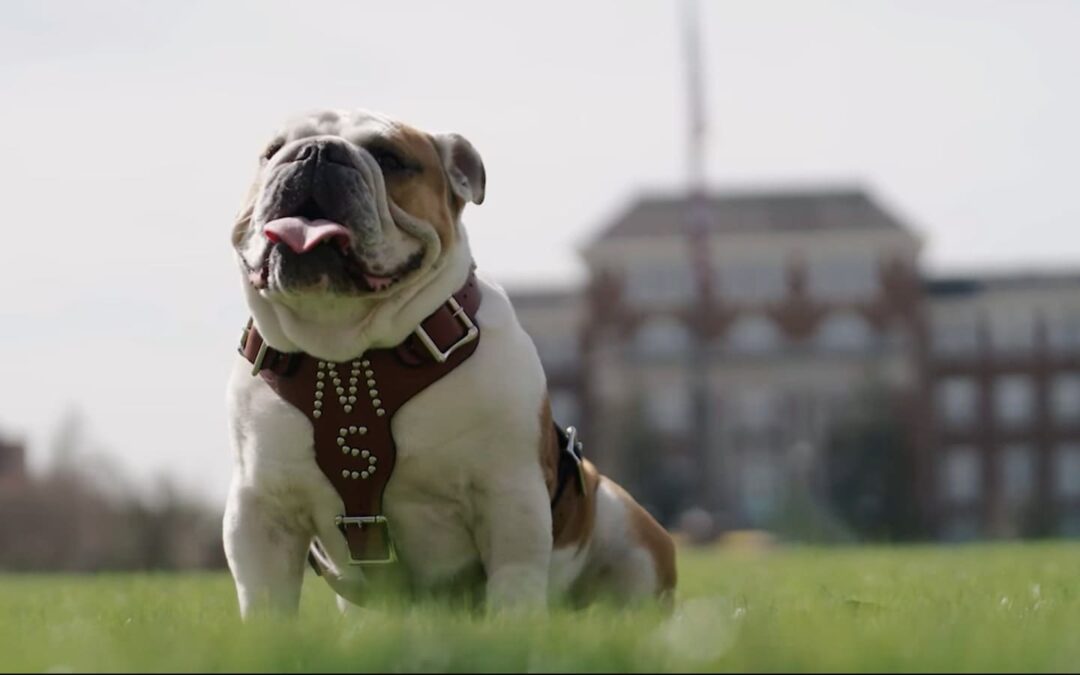 Mississippi State University Has a New Mascot
