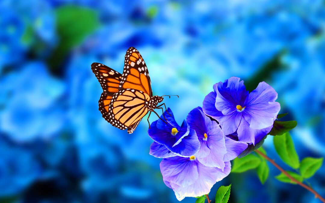 Menos mariposas monarca en México