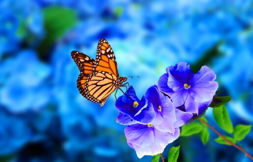 Fewer Monarch Butterflies in Mexico