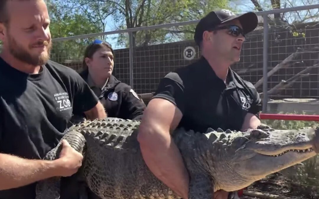Texas Woman Raised Alligator as Pet