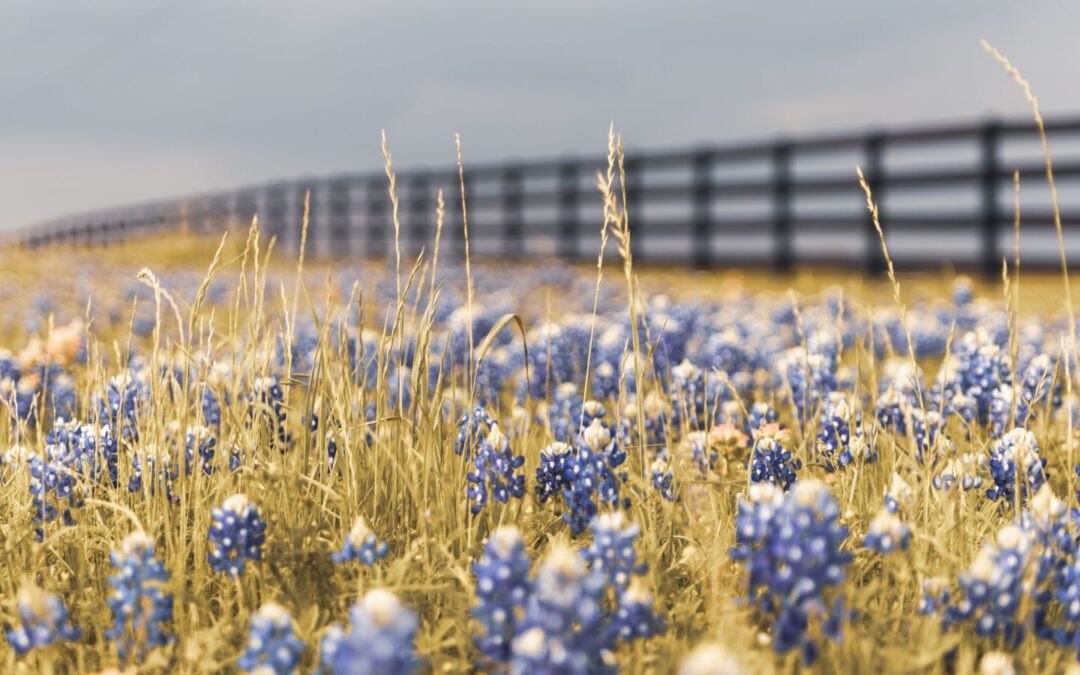 Best Spots for Texas Bluebonnets This Year