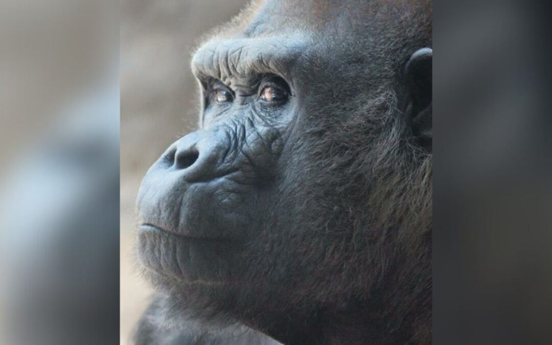 El gorila de espalda plateada del zoológico local es el más viejo del mundo