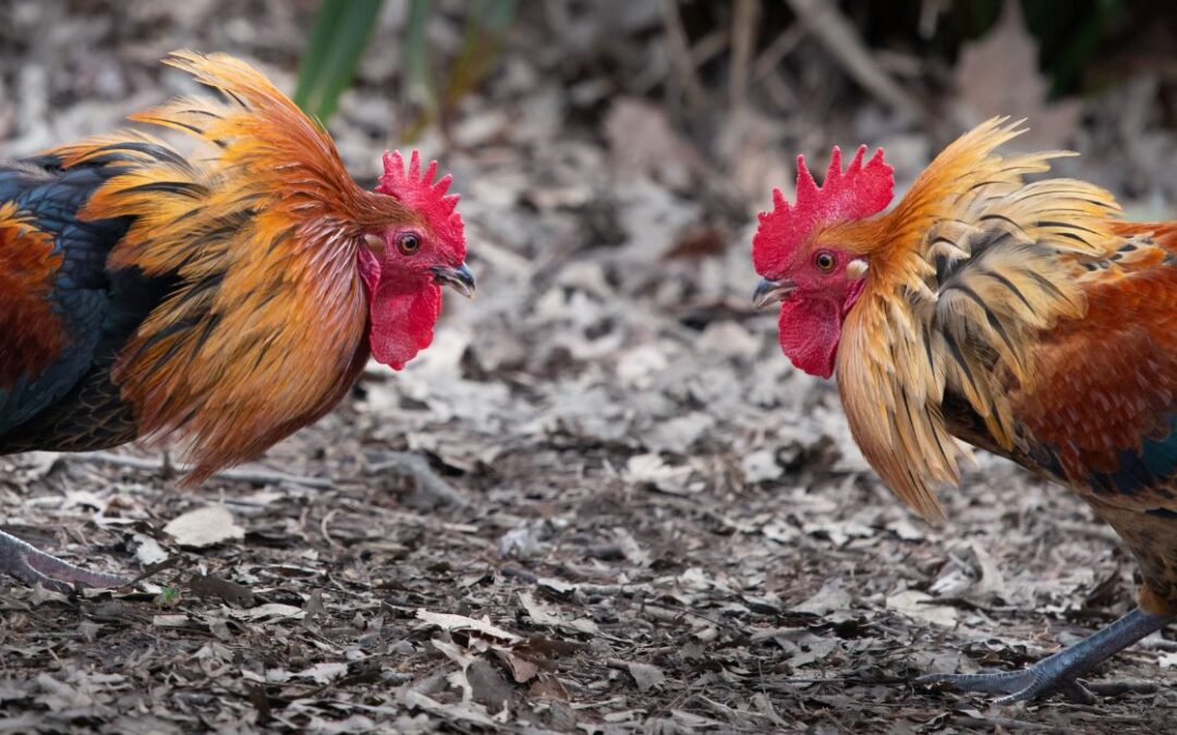 Murder Investigation Reveals 2,000 Chickens