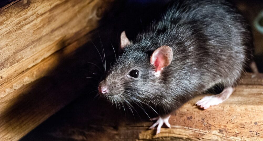 First Ever Rat Czar Named in New York City