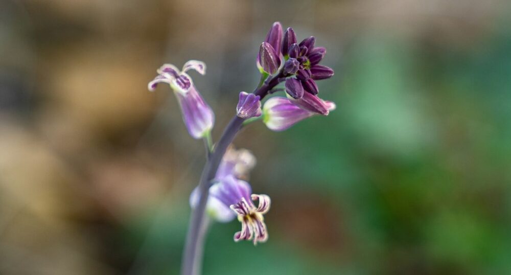 Rare TX Wildflower Gets Federal Protection