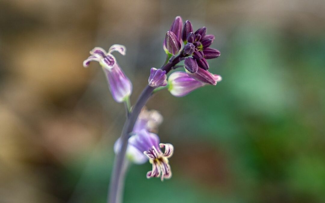Rare TX Wildflower Gets Federal Protection