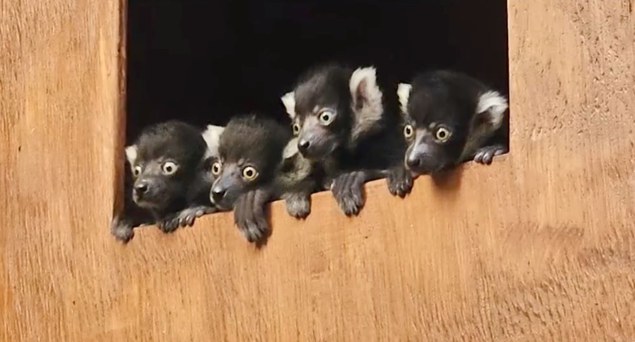 baby lemurs