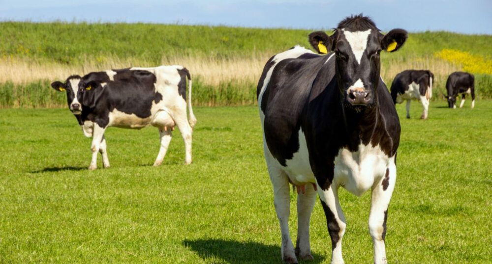 Cows Found Mysteriously Mutilated Across U.S.