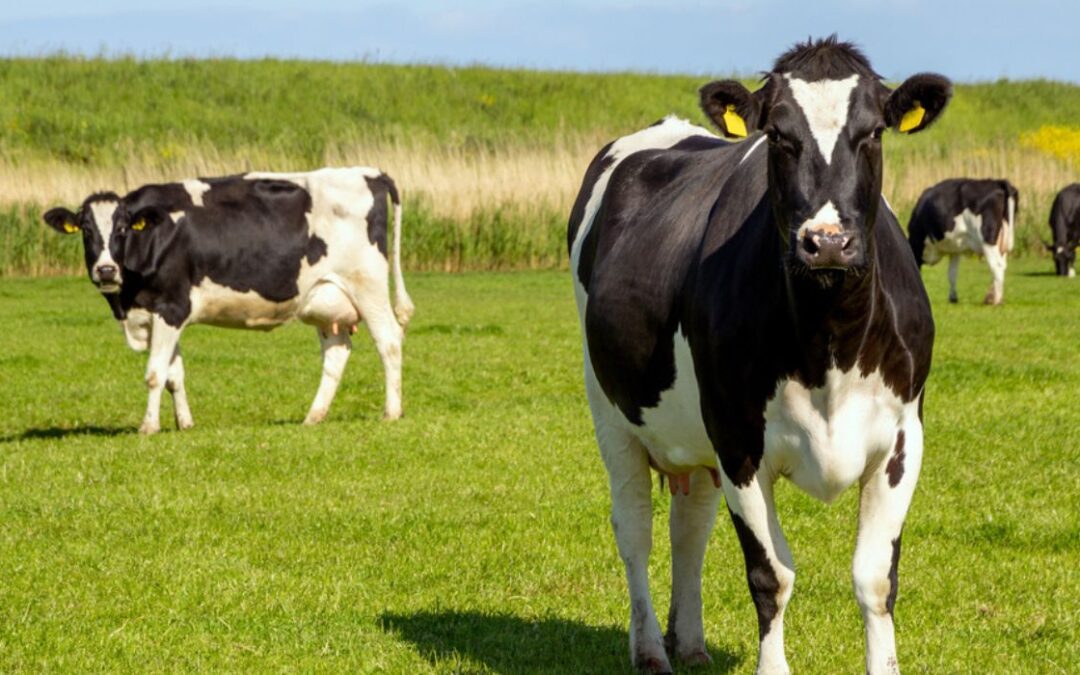 Cows Found Mysteriously Mutilated Across U.S.