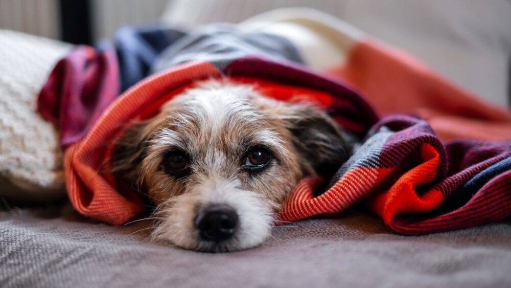 Respiratory Illness in Dogs on the Rise