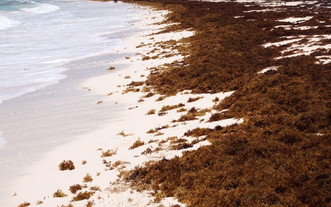 Massive Seaweed Belt Headed for Coast