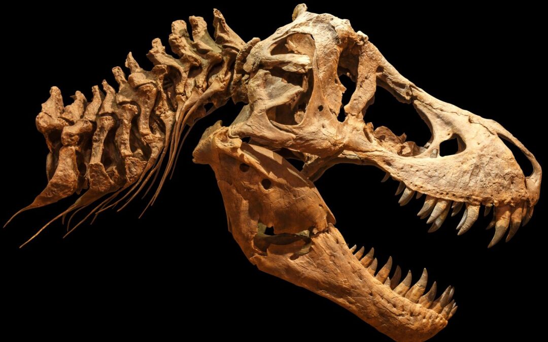 T. Rex Skeleton Sells for $5.3 Million