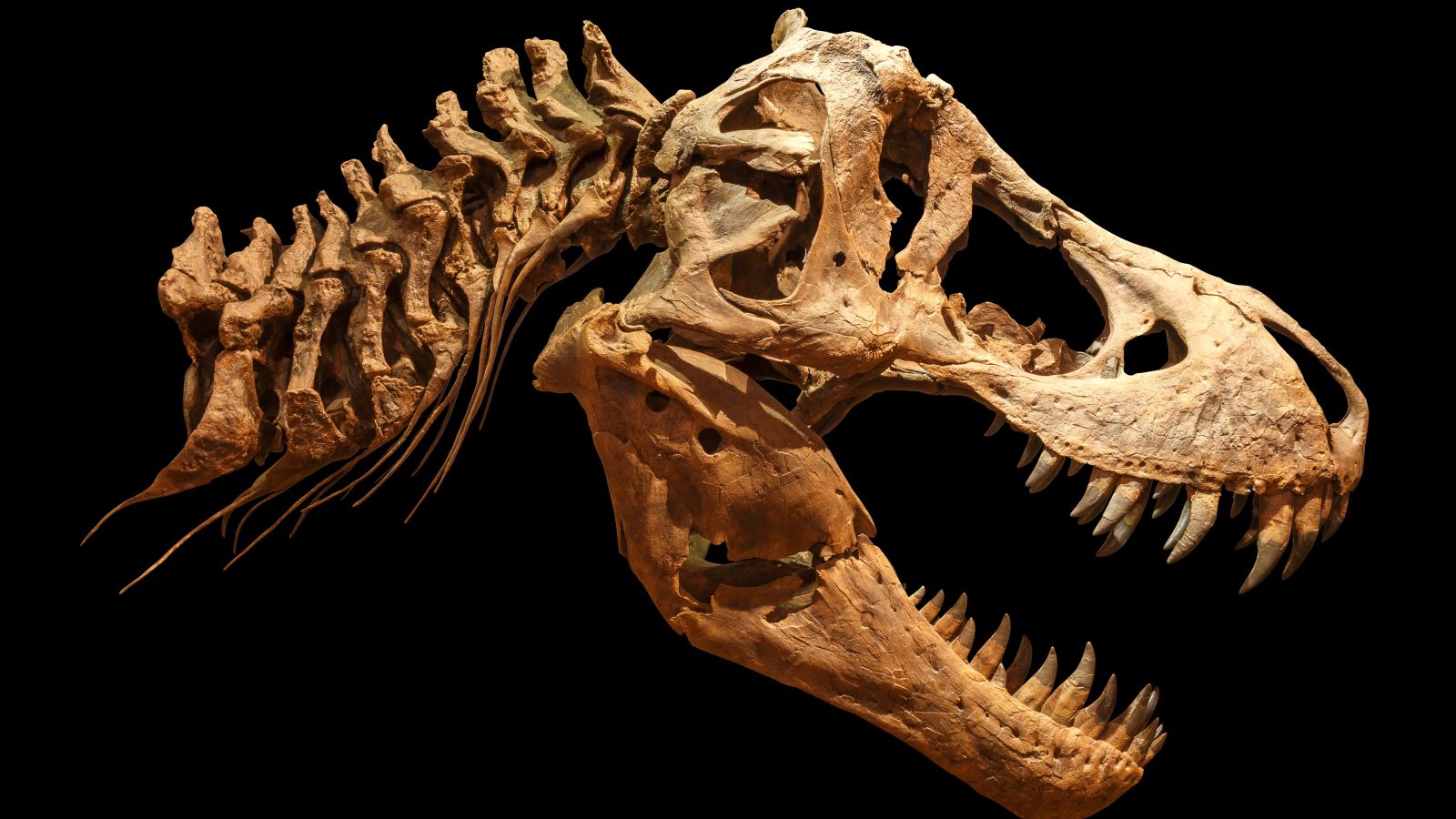 A T. Rex skull.