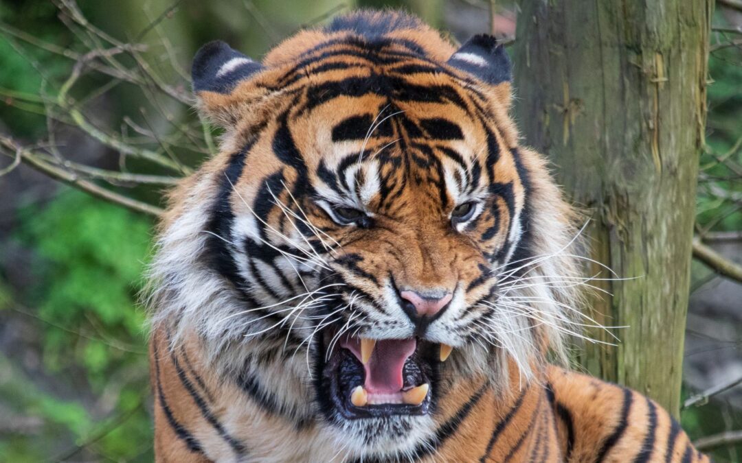 ‘Chapitos’ Used Torture, Fed Foes to Tigers