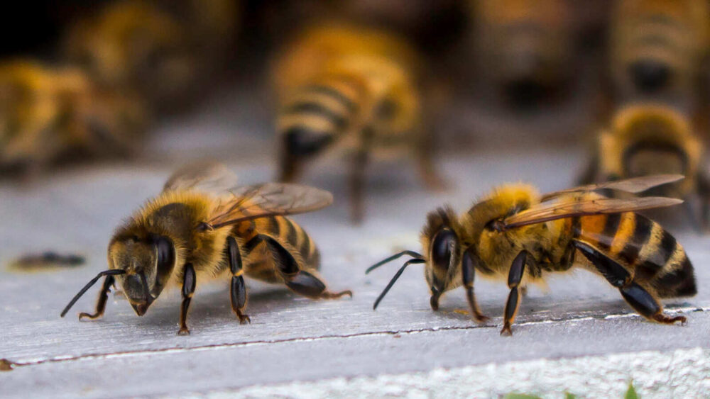 Aggressive Bees Attack Residents