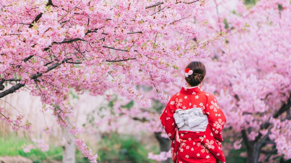 Cherry Blossom Festival Comes to Metroplex