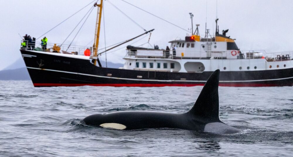 Orcas Out for Revenge?