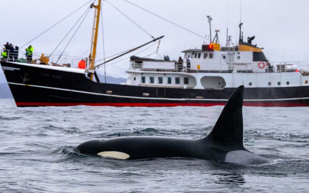 Orcas Out for Revenge?