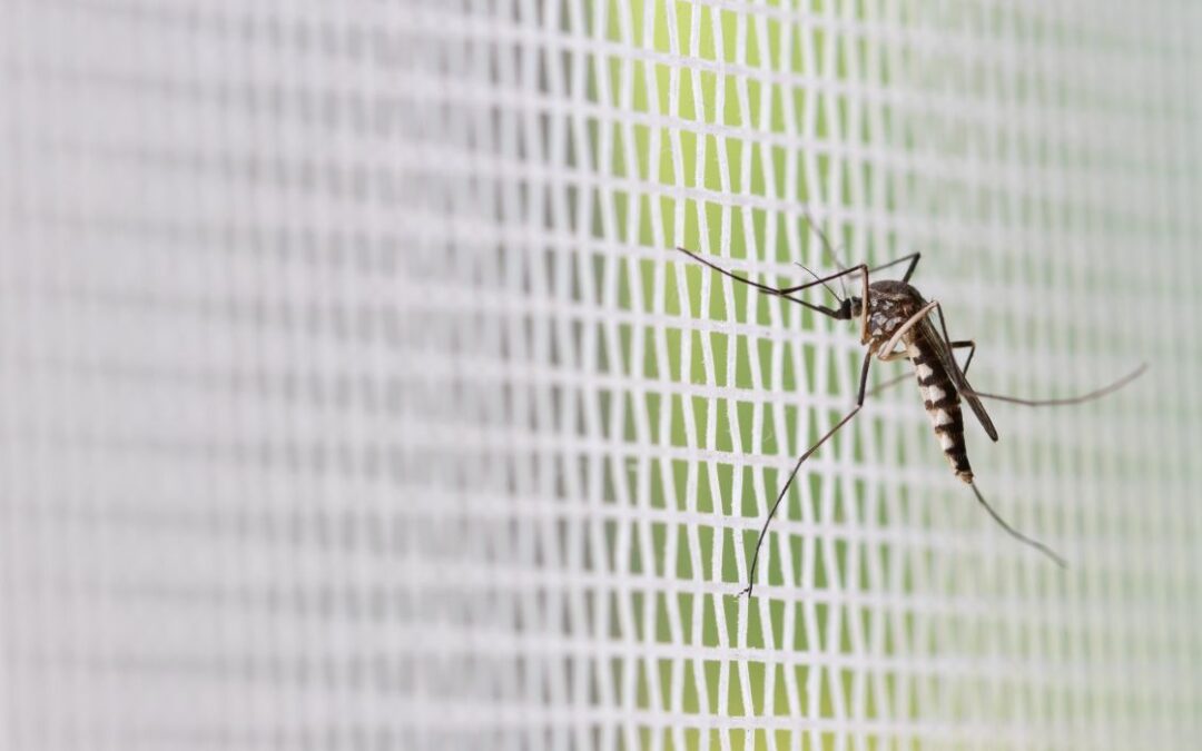 DFW Ranks Top 5 of Mosquito-Ridden Cities