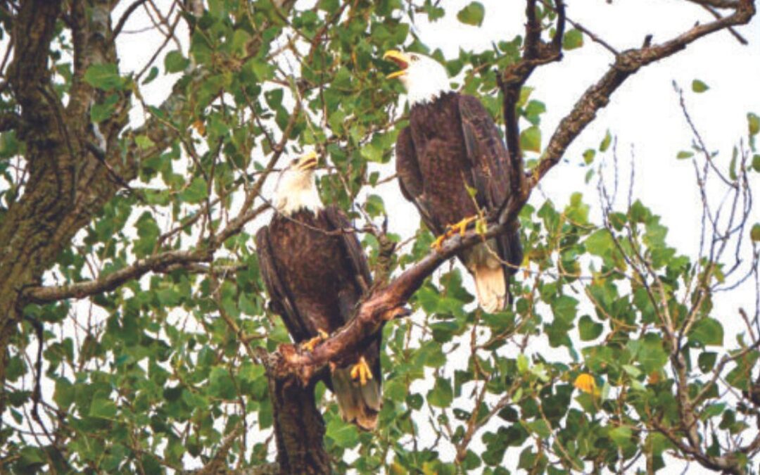 Bald Eagle Pair Returned But No Sign of Eggs