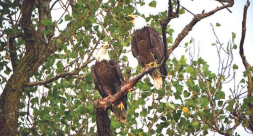 Bald Eagle Pair Returned But No Sign of Eggs