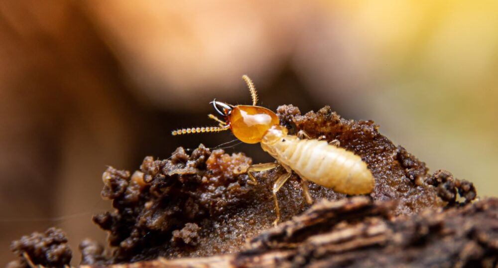VIDEO: Man Takes Blowtorch to Termite Swarms