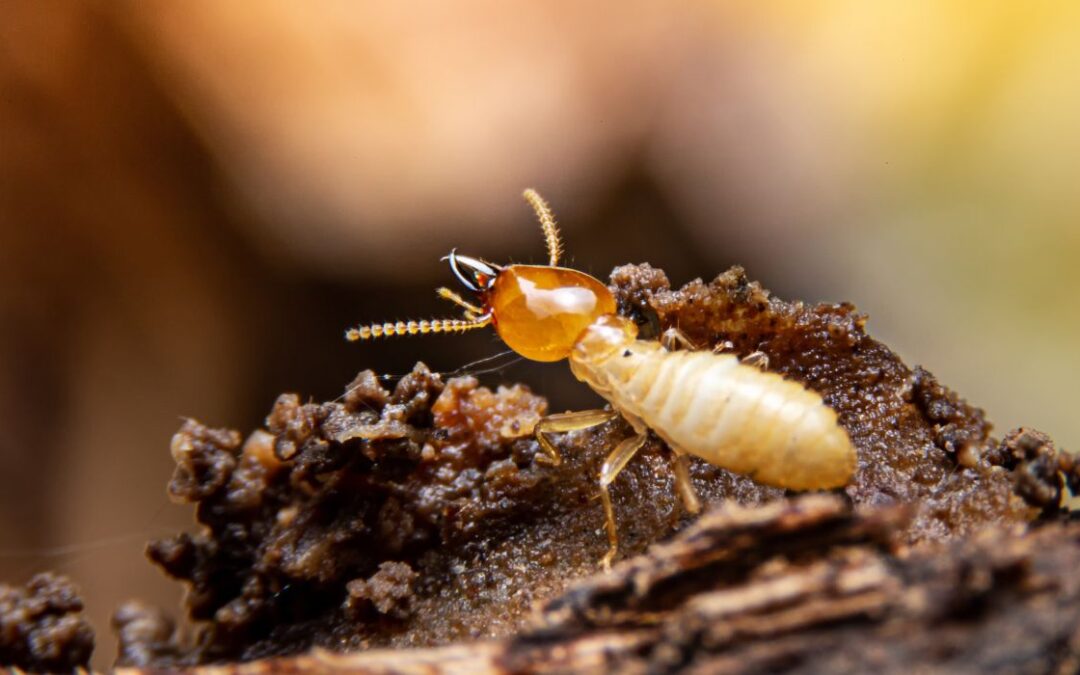 VIDEO: Man Takes Blowtorch to Termite Swarms