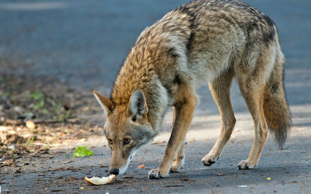 Coyote Mapping Tracks 100s in First Months