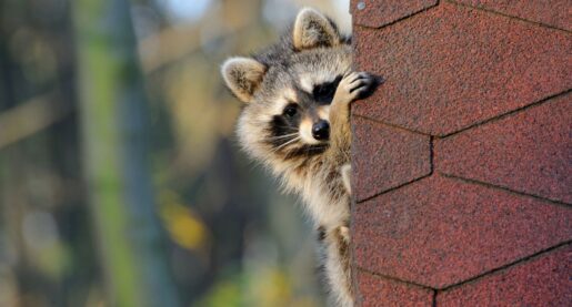 Raccoons Run Amok in Texas High School