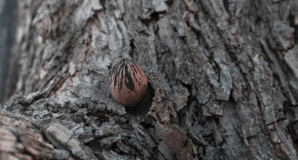 Dallas Tree Given ‘Historic’ Designation