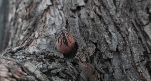 Dallas Tree Given ‘Historic’ Designation