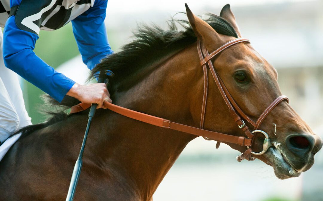 Four Horses Die Prior to Kentucky Derby