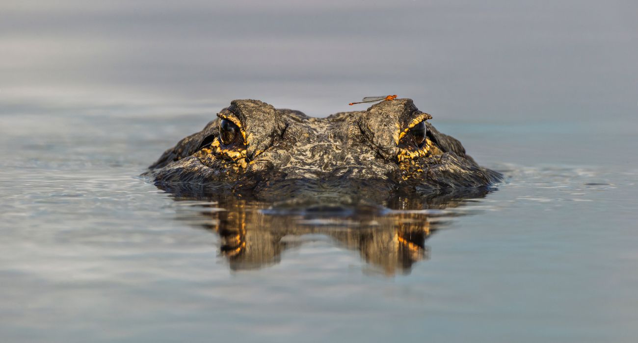 Alligator Traps Swimmers