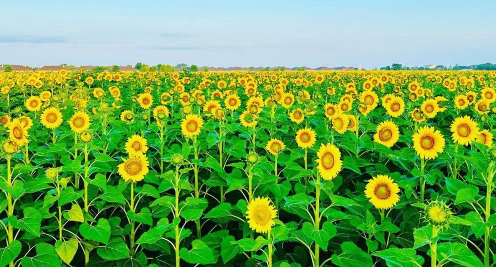 Sea of TX Sunflowers Captivate Passersby