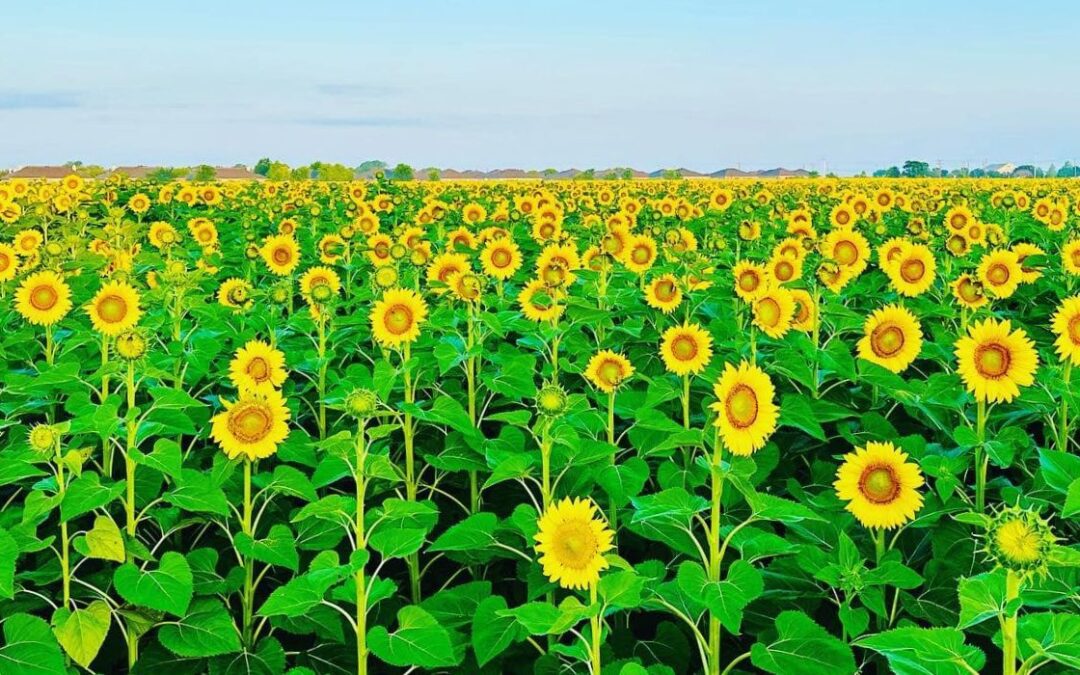 Sea of TX Sunflowers Captivate Passersby
