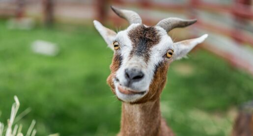 VIDEO: Grazing Goats Let Loose on Local Lawns