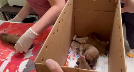Eight Puppies Left To Die in Garbage Bag