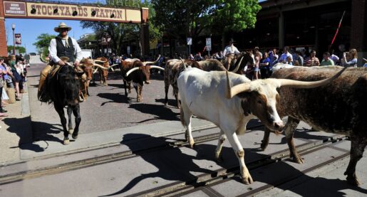 Cowtown’s Afternoon Cattle Drive on Pause