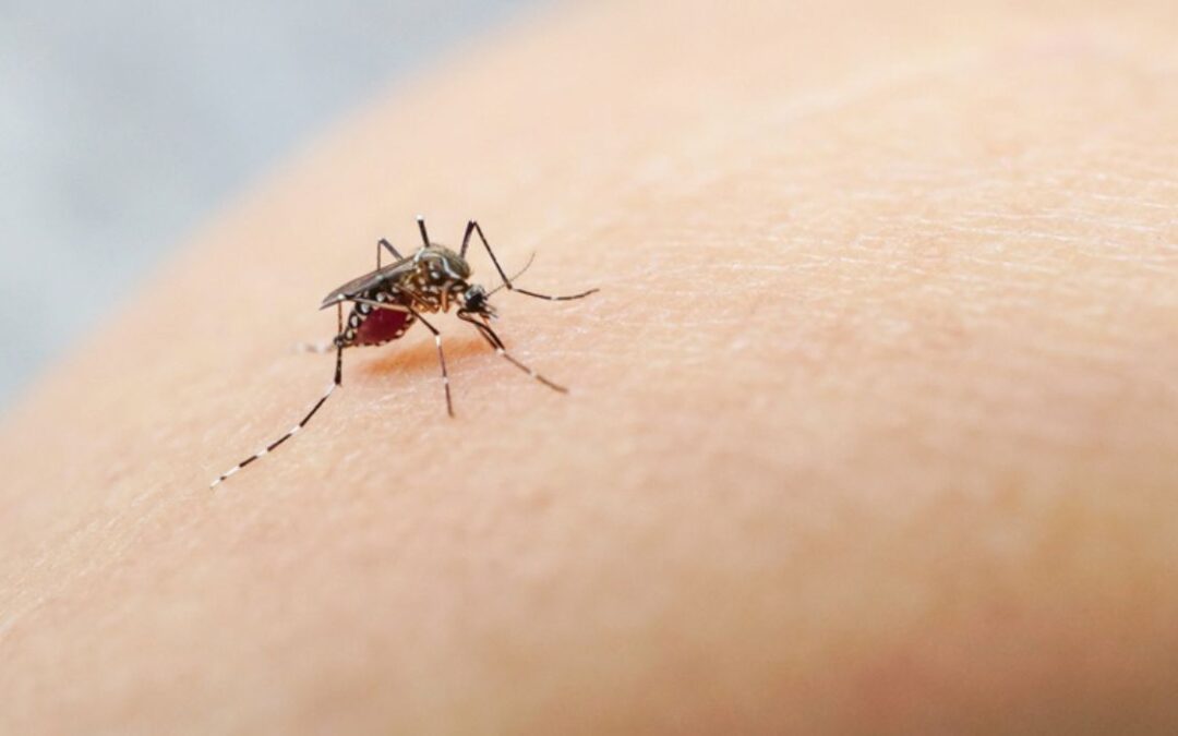 CDC Reports Cases of Locally-Transmitted Malaria