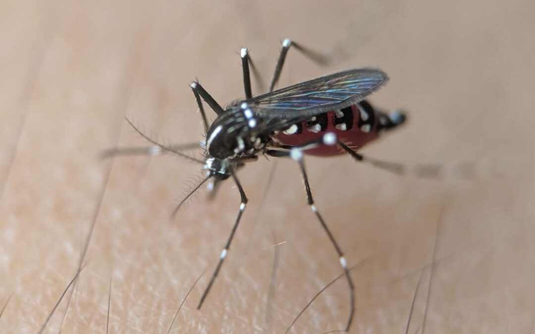 Aerosoles urbanos para mosquitos, virus del Nilo Occidental