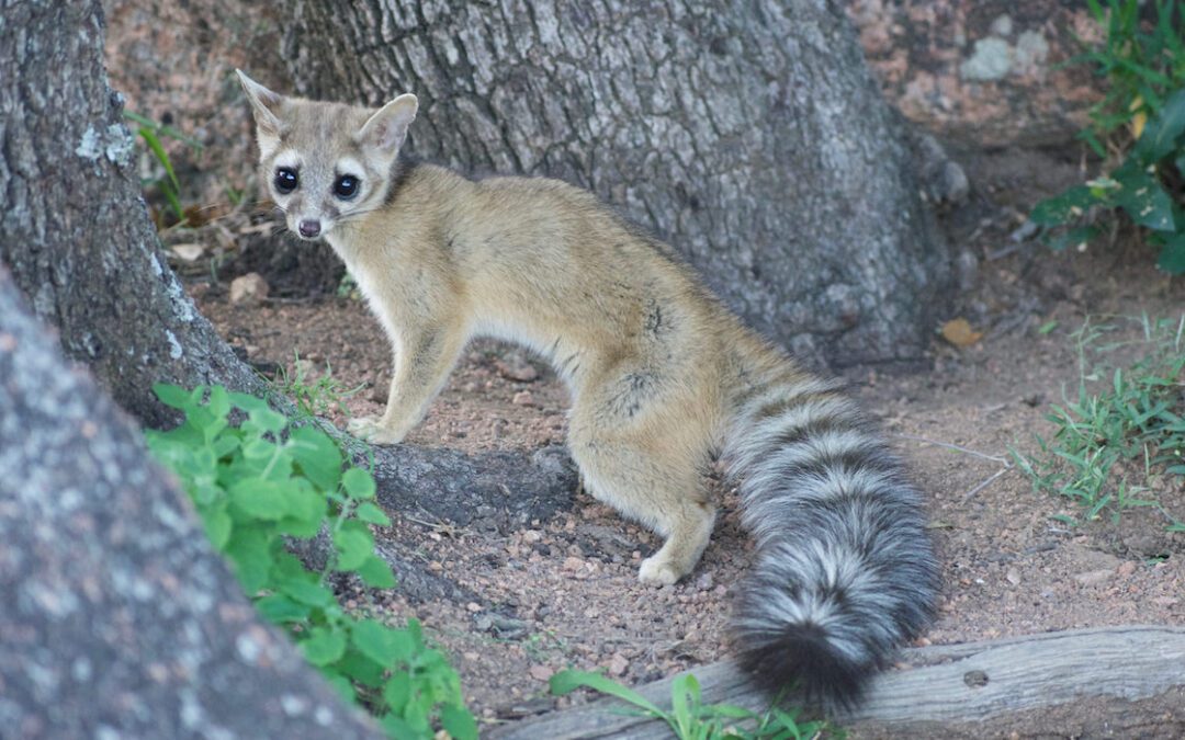 Rescued Ringtail Mistaken for Lemur