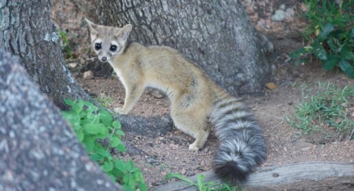 Rescued Ringtail Mistaken for Lemur