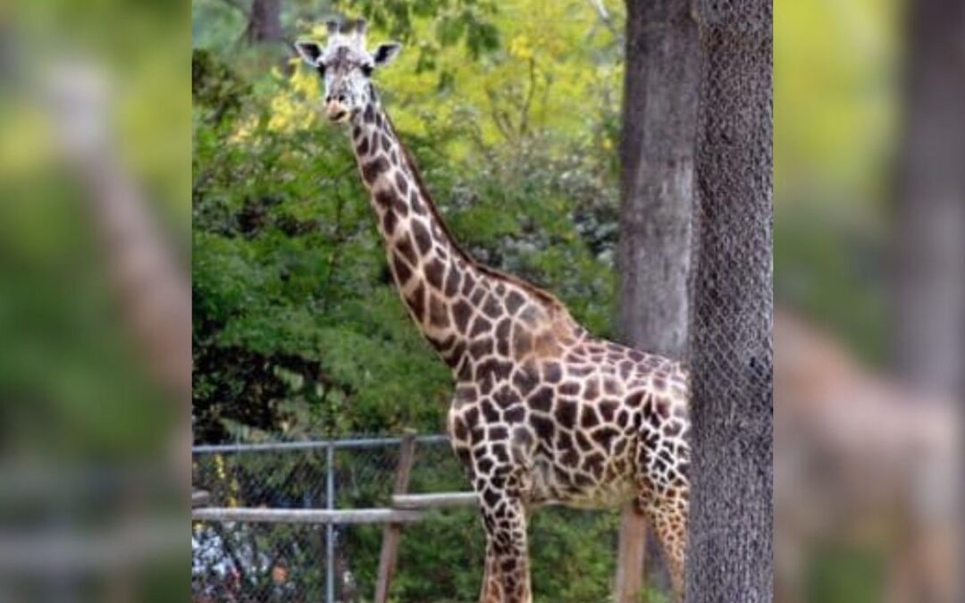 Oldest Giraffe in Captivity Dies at TX Zoo