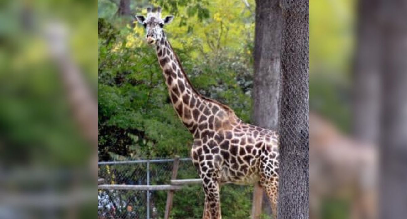 Oldest Giraffe in Captivity