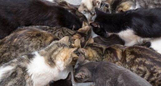 60 Cats Temporarily Close Local Shelter