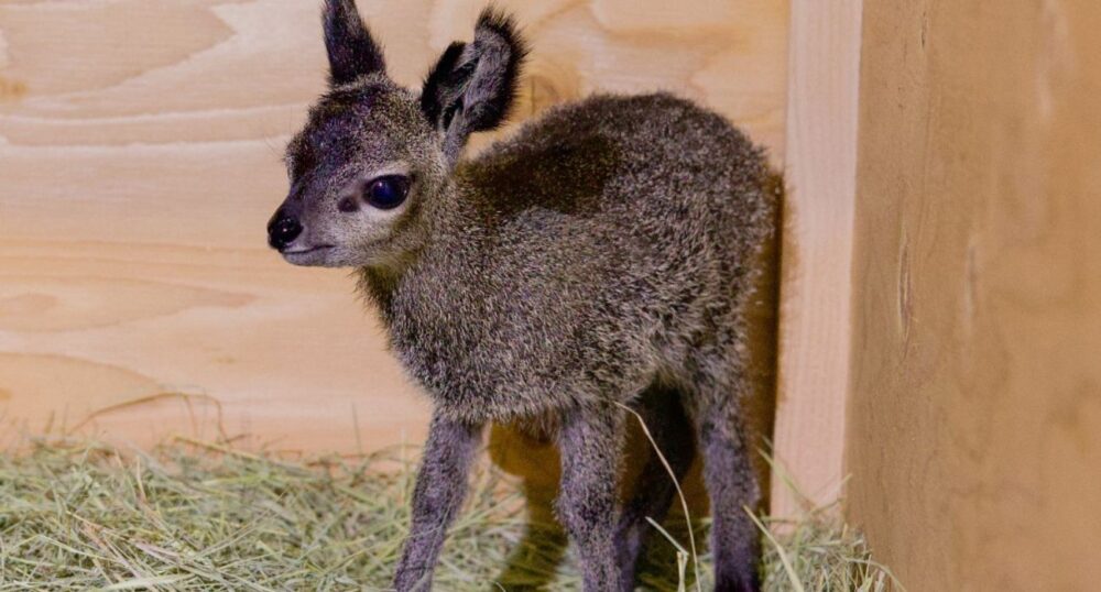 Klipspringer Born at Dallas Zoo
